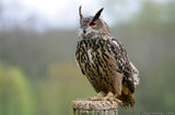 Eagle Owl Standing On Wooden Post T2E8906